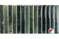 KIT-KAT MOSAIC  Grass Glossy 11,5x23,1