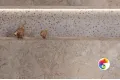 Коллекция MARBLE-X VITRA