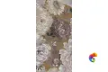 600010002368 Бутик Инканто 60X120 Рет