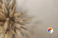 Коллекция Про Матрикс KERAMA MARAZZI
