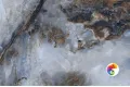 Коллекция Effecto Realistik