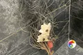 Коллекция Сандра Idalgo