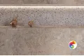 Коллекция Marble-X VITRA