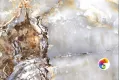 Коллекция Magic Ice Realistik
