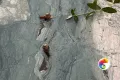 Коллекция Angle Realistik