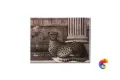 Керамическая плитка Petrachers Grand Elegance Noblesse A 15x20