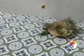 Коллекция HAVANA Harmony Rus