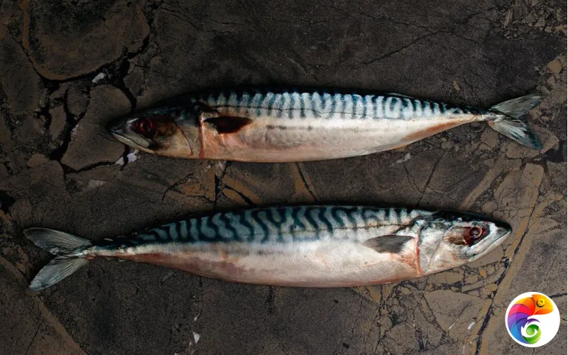 Коллекция THE ROOM Imola